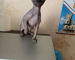 Кошки в Оленегорске: Сфинкс 2,5месяца., 4 000 руб. - фото 2