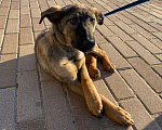 Собаки в Подольске: Щенок девочка Есения в поисках дома. Девочка, Бесплатно - фото 6