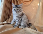 Кошки в Москве: Котенок курильского бобтейла Разнополые, 25 000 руб. - фото 7