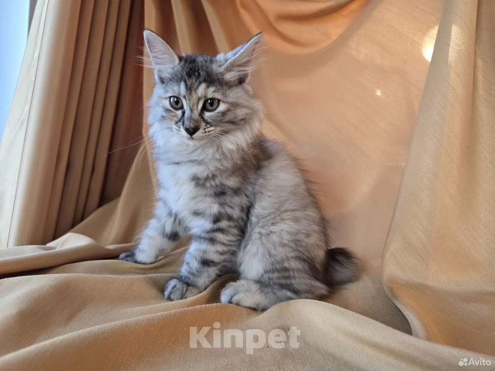 Кошки в Москве: Котенок курильского бобтейла Разнополые, 25 000 руб. - фото 7