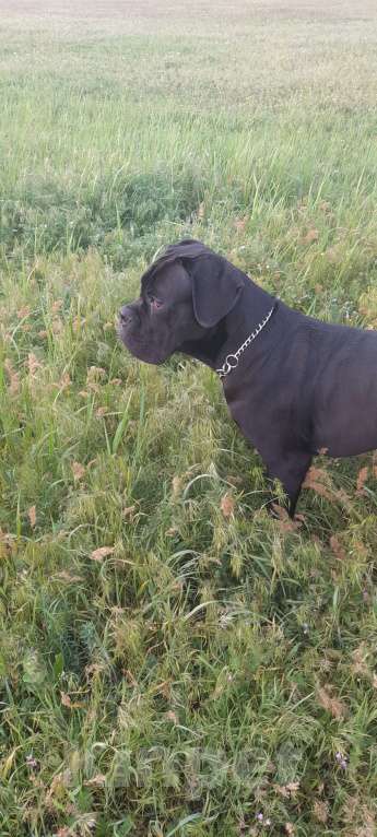 Собаки в Джанкое: Продажа собаки  Мальчик, 20 000 руб. - фото 6