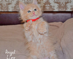 Кошки в Москве: Кошечка мейн-кун, рыжее солнышко Девочка, 25 000 руб. - фото 7