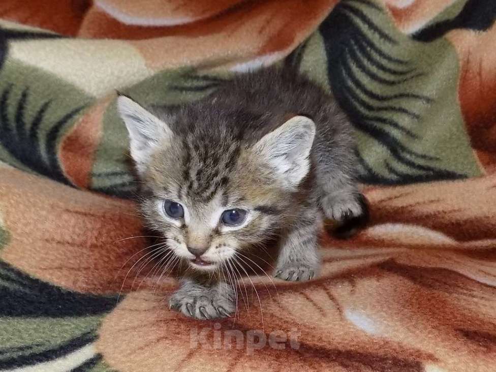 Кошки в Москве: Шотландские котята, метисы Мальчик, 6 000 руб. - фото 4