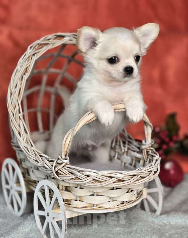 Собаки в Челябинске: Мальчик чихуахуа Мальчик, Бесплатно - фото 8