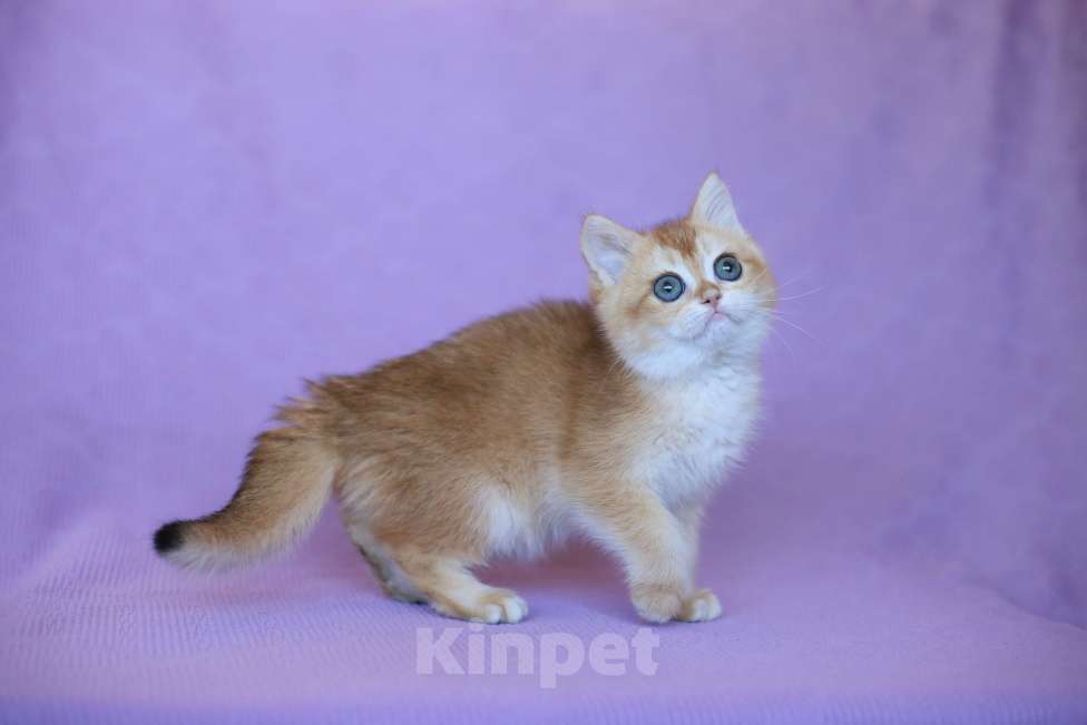 Кошки в Москве: Британская золотая шиншилла Девочка, 45 000 руб. - фото 2