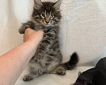 Кошки в Санкт-Петербурге: Котенок Чарльз Мальчик, Бесплатно - фото 4