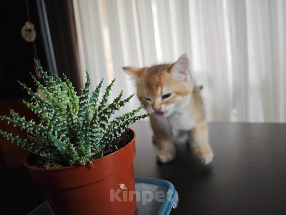 Кошки в Севастополе: Шотландский скоттиш страйт  от породистых родителей Мальчик, 15 000 руб. - фото 1