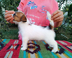 Собаки в Ставрополе: Высокопородные   щенки джек рассел  терьера  Мальчик, Бесплатно - фото 2
