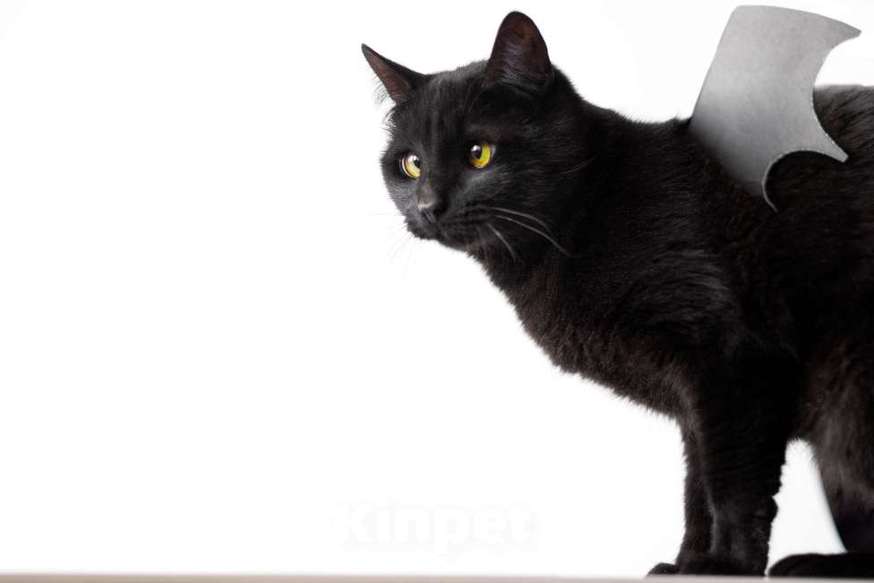 Кошки в Москве: Косоглазый черный котик в добрые руки Мальчик, Бесплатно - фото 8