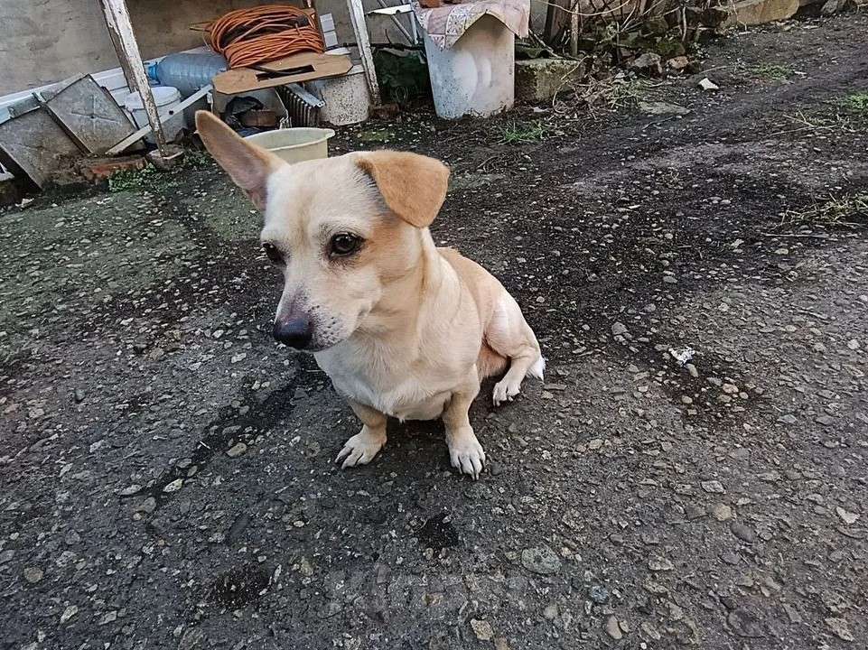 Собаки в Краснодаре: Отдам собачку  Мальчик, Бесплатно - фото 3