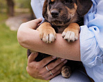 Собаки в Химках: Щенок в добрые руки. Малыш Мартин ищет родителей  Мальчик, Бесплатно - фото 4