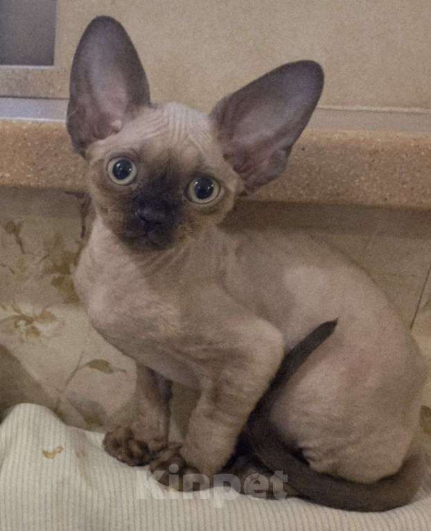 Кошки в Москве: Котята девон рекс Мальчик, 85 000 руб. - фото 7