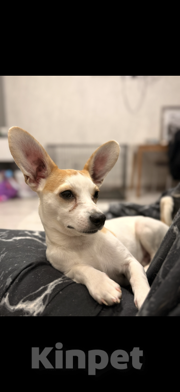 Собаки в Электростали: Отдам в добрые руки Мальчик, Бесплатно - фото 2