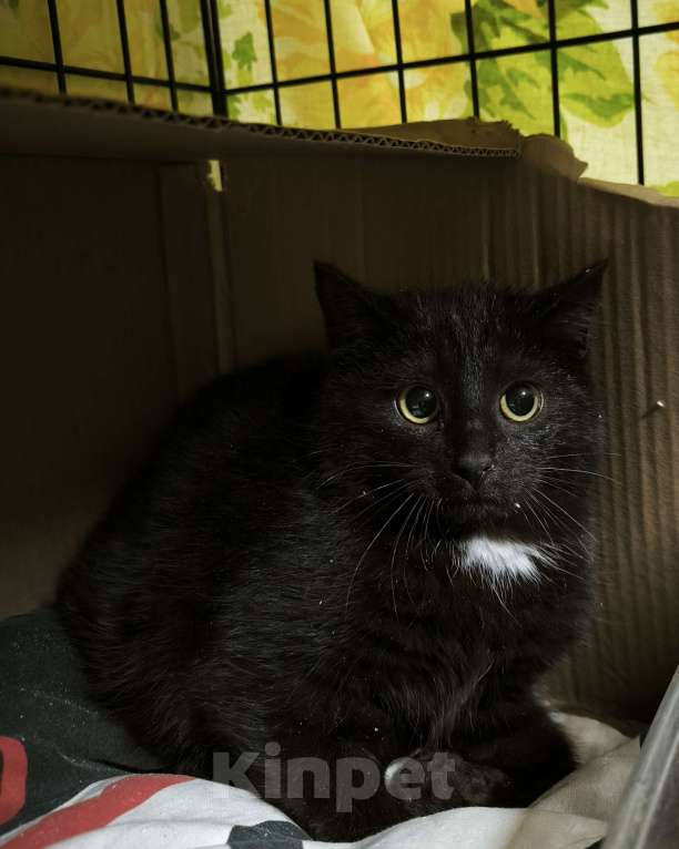 Кошки в Санкт-Петербурге: Малыш черныш 3 мес пережил морозы Мальчик, Бесплатно - фото 2