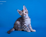 Кошки в других городах Карелии: Котенок мейн-кун девочка Девочка, 25 000 руб. - фото 2