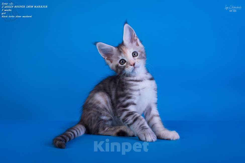 Кошки в других городах Карелии: Котенок мейн-кун девочка Девочка, 25 000 руб. - фото 2