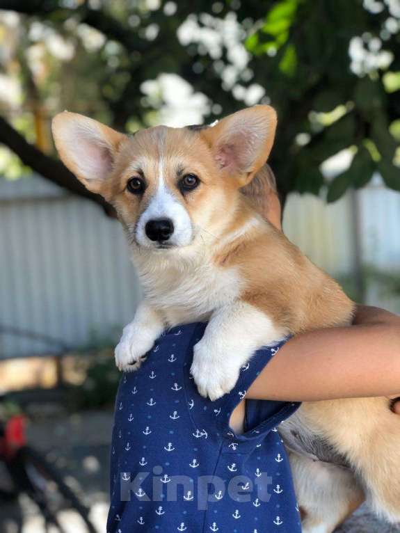 Собаки в Ростове-на-Дону: Девочка корги Девочка, 50 000 руб. - фото 2