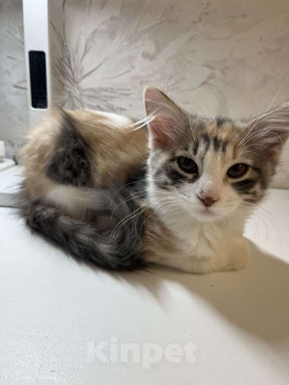 Кошки в Ростове-на-Дону: Манчкин котенок  Девочка, 7 000 руб. - фото 7