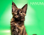 Кошки в других городах Воронежской области: Hanuma Dark Flame Девочка, Бесплатно - фото 4