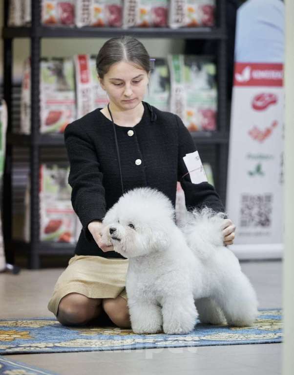 Собаки в Барнауле: Принцессы Бишон РКФ Девочка, 90 000 руб. - фото 4