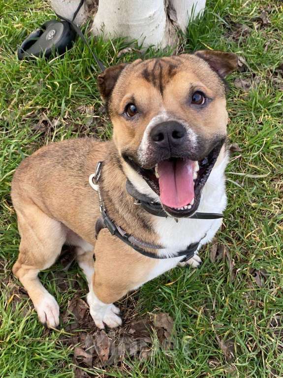 Собаки в Краснодаре: Барни ищет семью Мальчик, 10 руб. - фото 1