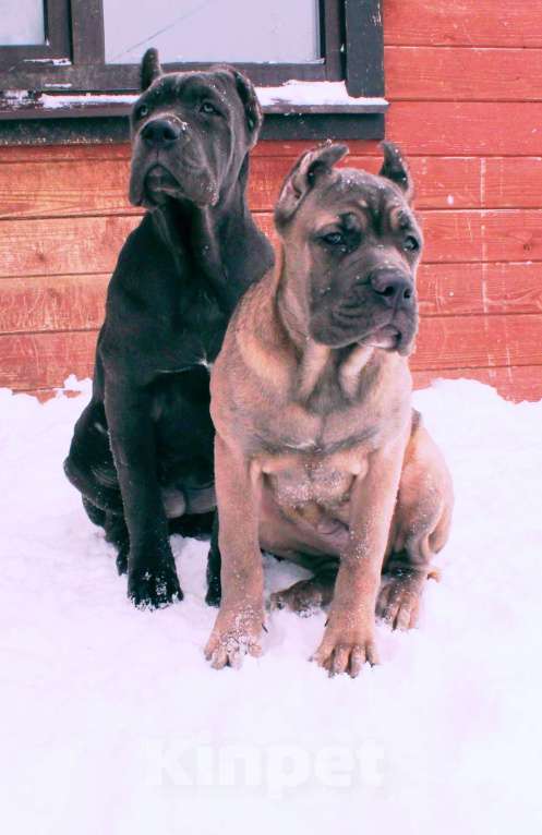 Собаки в Вологде: Кане корсо. Подрастают девчёнки Девочка, 70 000 руб. - фото 7