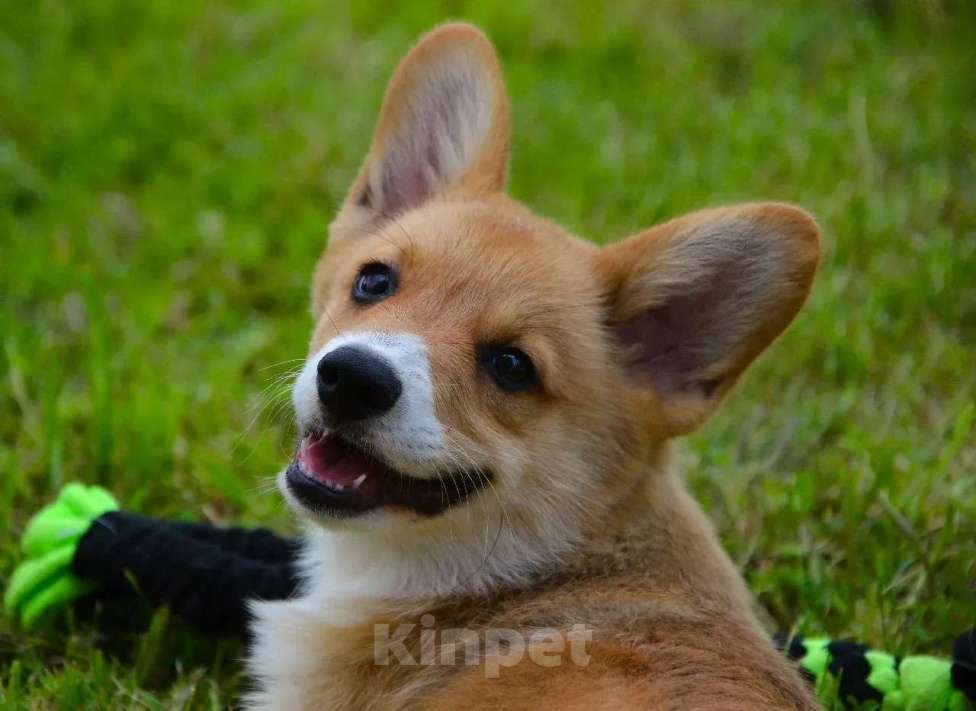 Собаки в Москве: Корги Мальчик, 49 999 руб. - фото 3