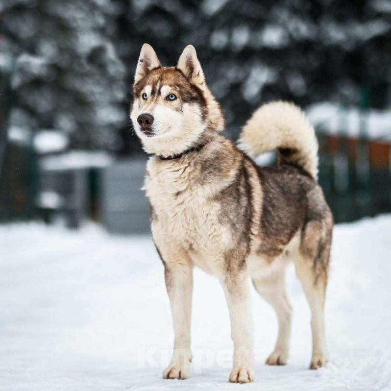 Собаки в Москве: Балто Мальчик, Бесплатно - фото 6