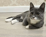 Кошки в Санкт-Петербурге: Котенок Волчок - серый бочок ищет дом Мальчик, Бесплатно - фото 2