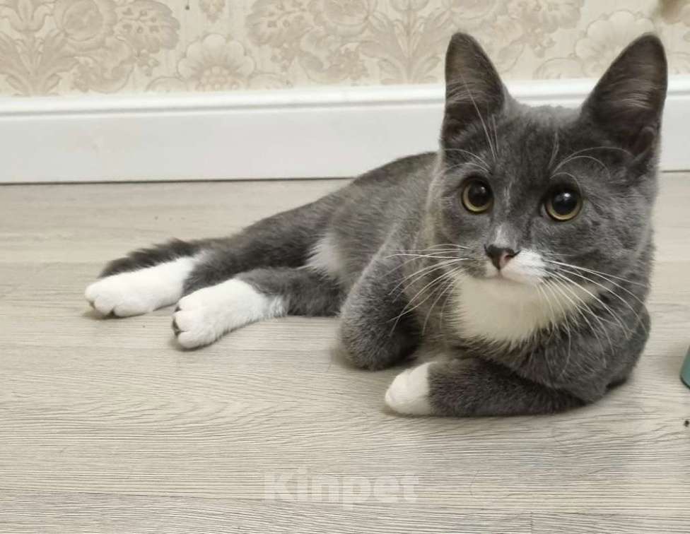 Кошки в Санкт-Петербурге: Котенок Волчок - серый бочок ищет дом Мальчик, Бесплатно - фото 2