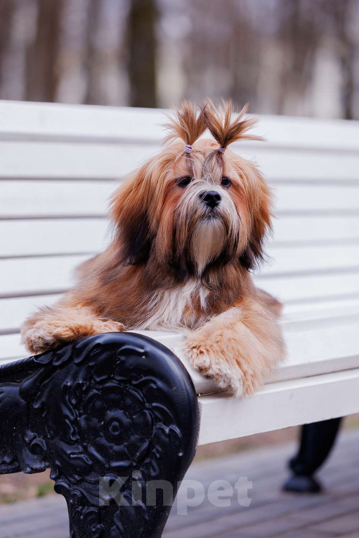 Собаки в Смоленске: Лхасский апсо щенки подрощенные кобели Мальчик, 40 000 руб. - фото 4