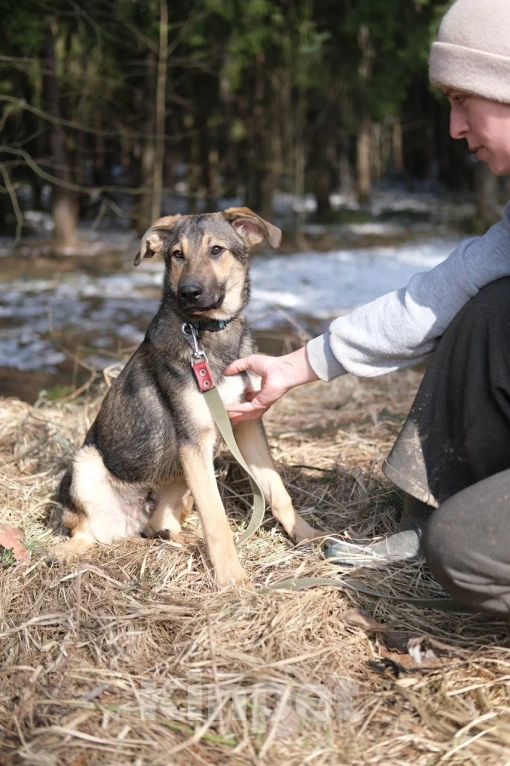 Собаки в Москве: Щенок в добрые руки Мальчик, Бесплатно - фото 2