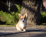Собаки в Воронеже: Щенки Вельш Корги Пемброк Мальчик, 65 000 руб. - фото 3