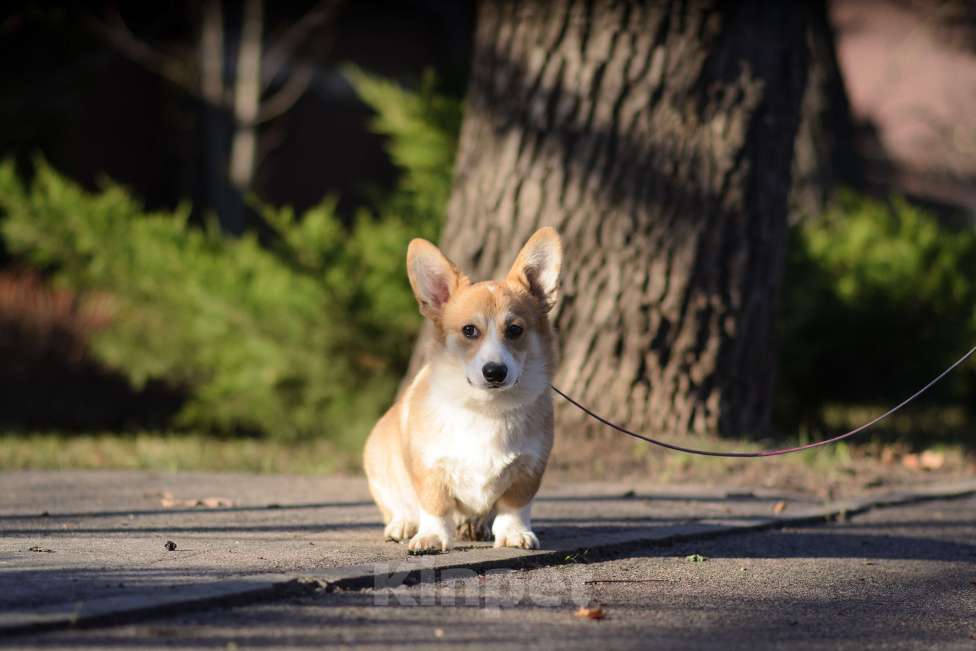 Собаки в Воронеже: Щенки Вельш Корги Пемброк Мальчик, 65 000 руб. - фото 3