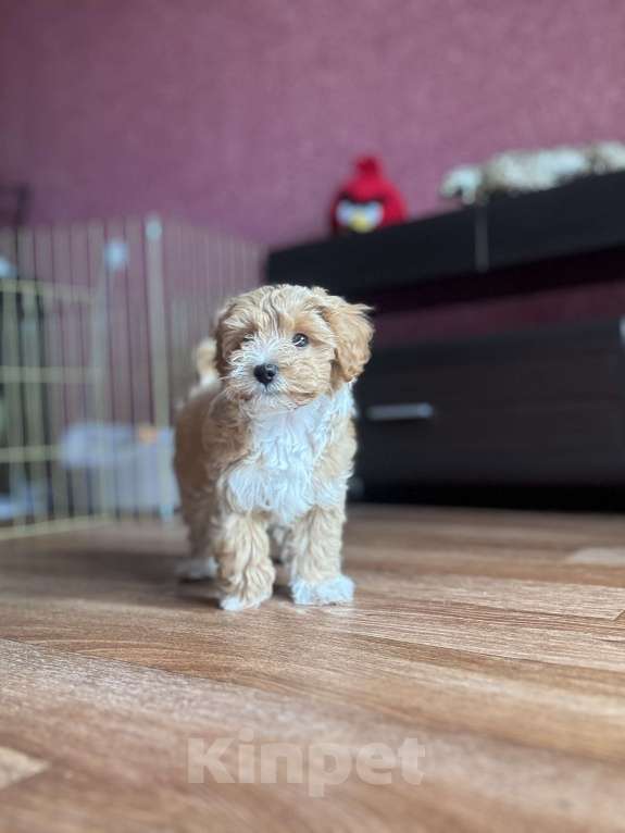 Собаки в Уфе: Мальтипу f1 Мальчик, 65 000 руб. - фото 4