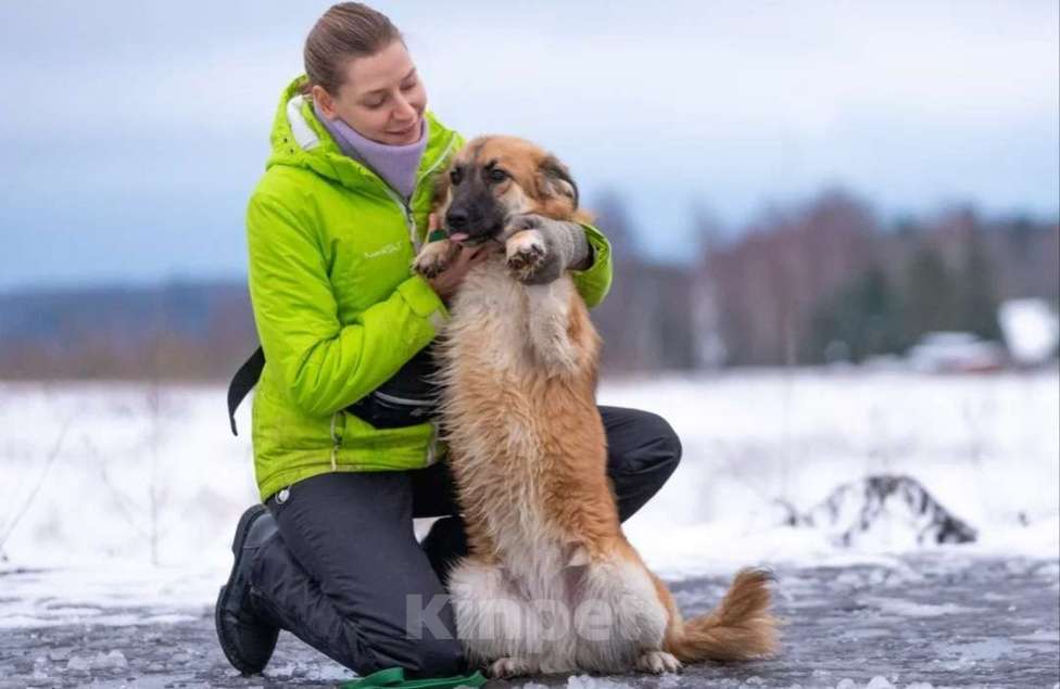 Собаки в Истре: Молодая, ласковая Варежка в добрые руки  Девочка, Бесплатно - фото 5