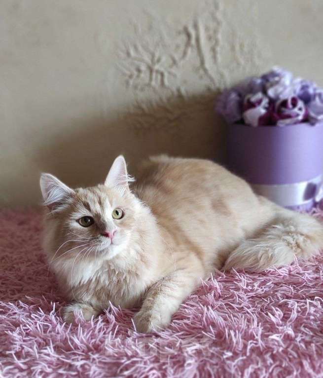 Кошки в Новосибирске: ♂️ Jinger Мальчик, 50 000 руб. - фото 7