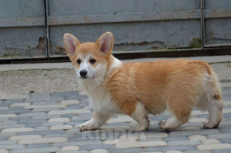 Собаки в Симферополе: Девочка корги Мальчик, 80 000 руб. - фото 2