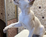 Кошки в Перми: Продам сиамского котёнка  Мальчик, 40 000 руб. - фото 7