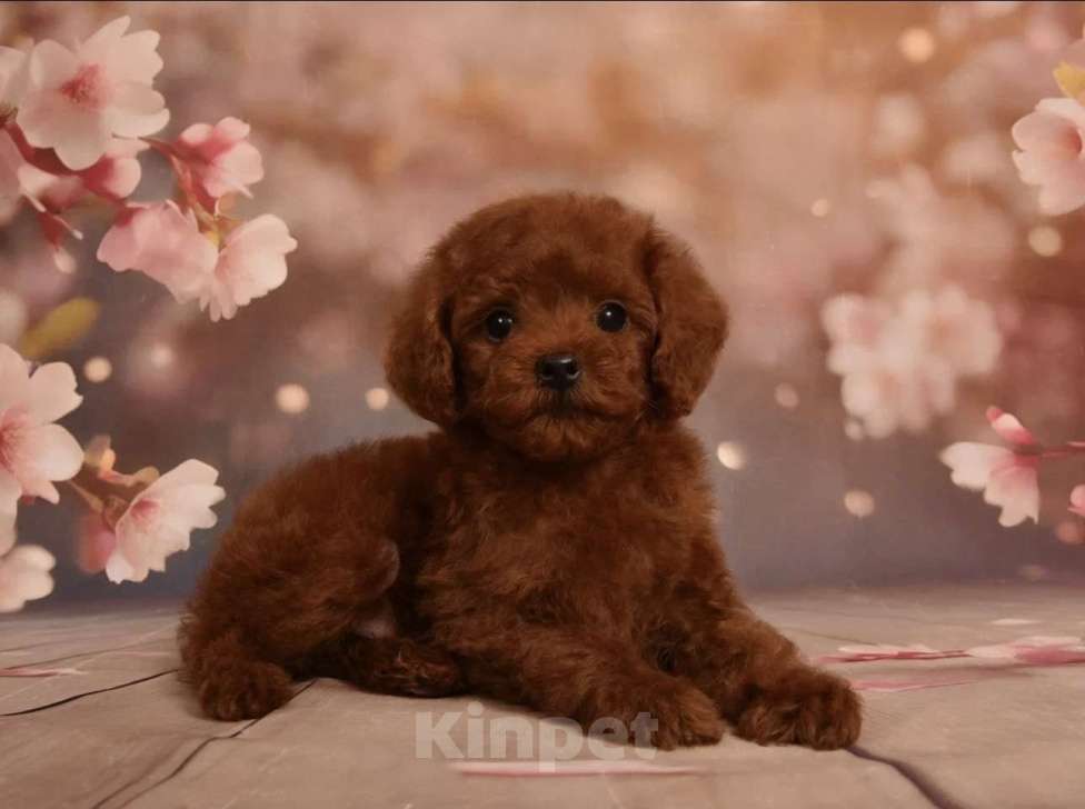 Собаки в Москве: Щенок Той Пудель мальчик Мальчик, 130 000 руб. - фото 1