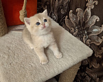 Кошки в Москве: Шотландская кошечка "голубая золотая шиншилла" Девочка, 40 000 руб. - фото 6
