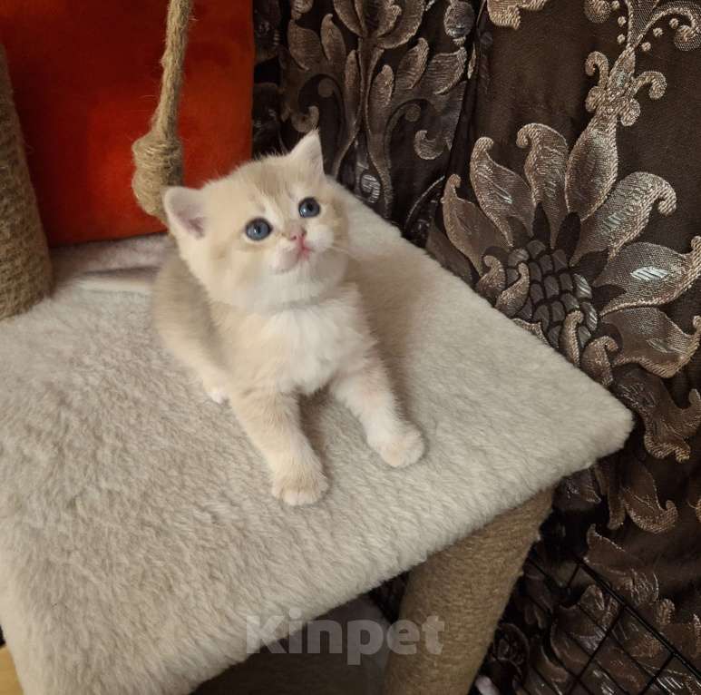 Кошки в Москве: Шотландская кошечка "голубая золотая шиншилла" Девочка, 40 000 руб. - фото 6