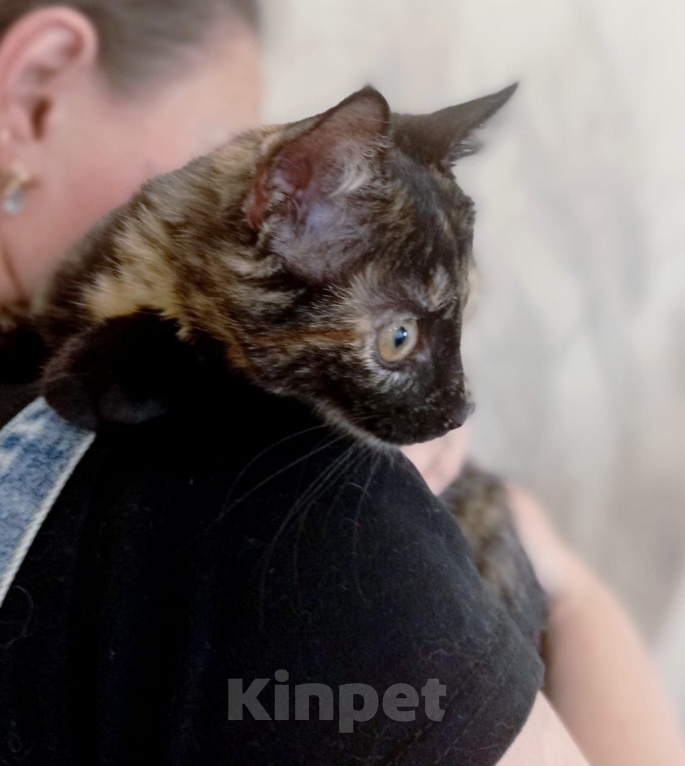 Кошки в Москве: Котенок Лея ищет дом Девочка, Бесплатно - фото 4