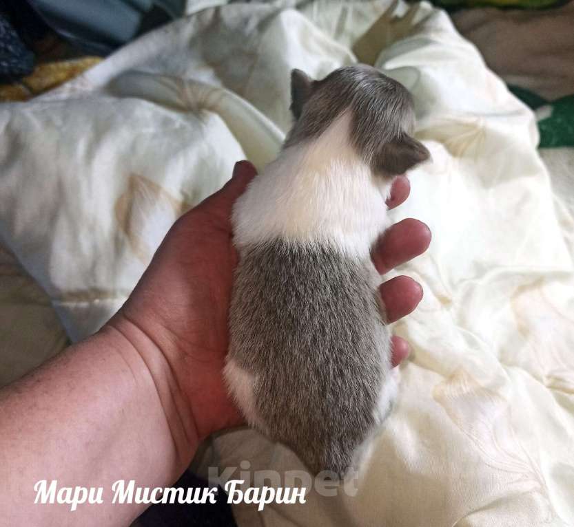 Собаки в Санкт-Петербурге: Барин бело лиловый длинношерстный мини чихуахуа Мальчик, 35 000 руб. - фото 5