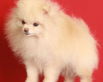 Собаки в Химках: померанский шпиц для вязки, 5 000 руб. - фото 3