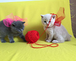 Кошки в Артёмовске: Счастье есть - плюшевые котята, 8 000 руб. - фото 1