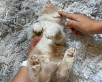 Кошки в Сочи: Отдам котенка 1,5 месяца, мальчик . Находится в Красной поляне Мальчик, Бесплатно - фото 6