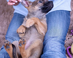 Собаки в Ногинске: Шанель - щенок в поиске дома Девочка, Бесплатно - фото 4