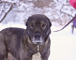 Собаки в Видном: Гюль, метис алабая, 3 года Девочка, Бесплатно - фото 7