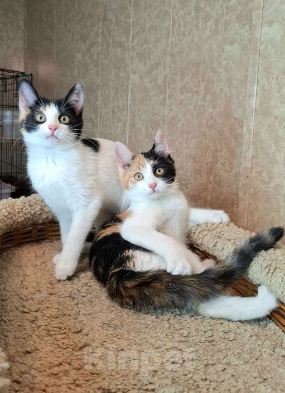 Кошки в Москве: Трехцветные котята в добрые руки  Девочка, Бесплатно - фото 3
